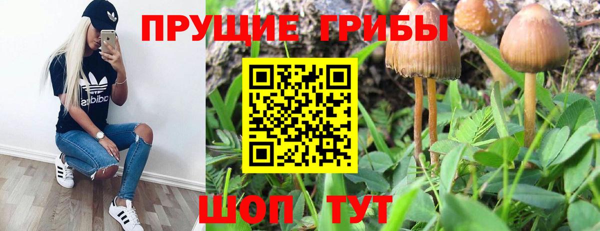 Егорьевск  Псилоцибиновые грибы Psilocybe  Вход с VPN 